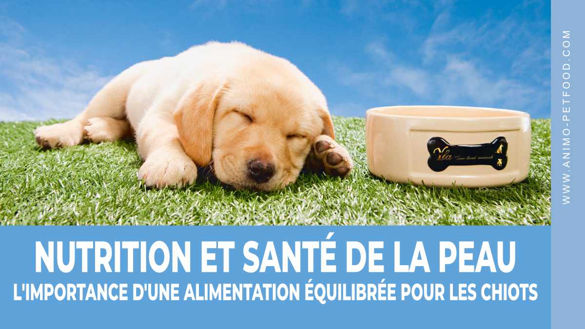 nutrition-essentielle-pour-un-pelage-sain-chez-les-chiots